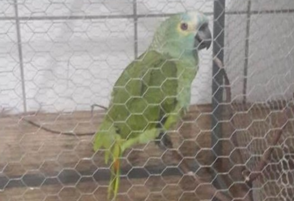 Pappagallo sequestrato dalla polizia dopo aver avvertito i criminali gridando: “Polizia!!!”