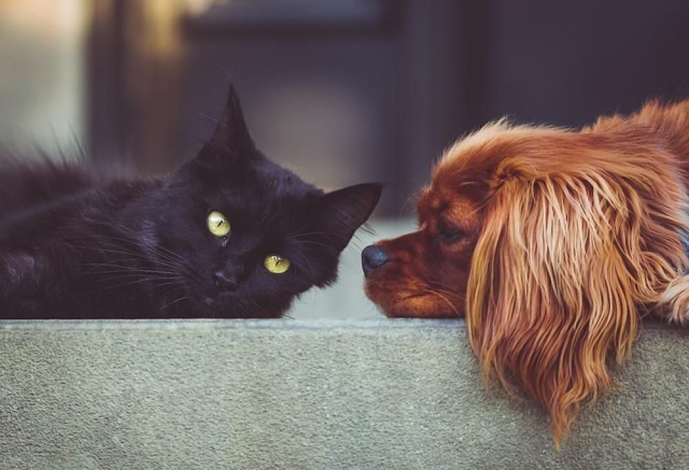 5 cose che abbiamo in casa e che potrebbero uccidere i vostri cani e gatti