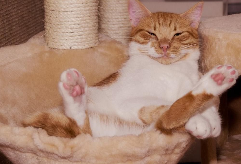 La suite del gatto: la scatola!