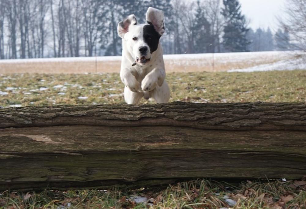 Scoprite quanto è agile il vostro cane