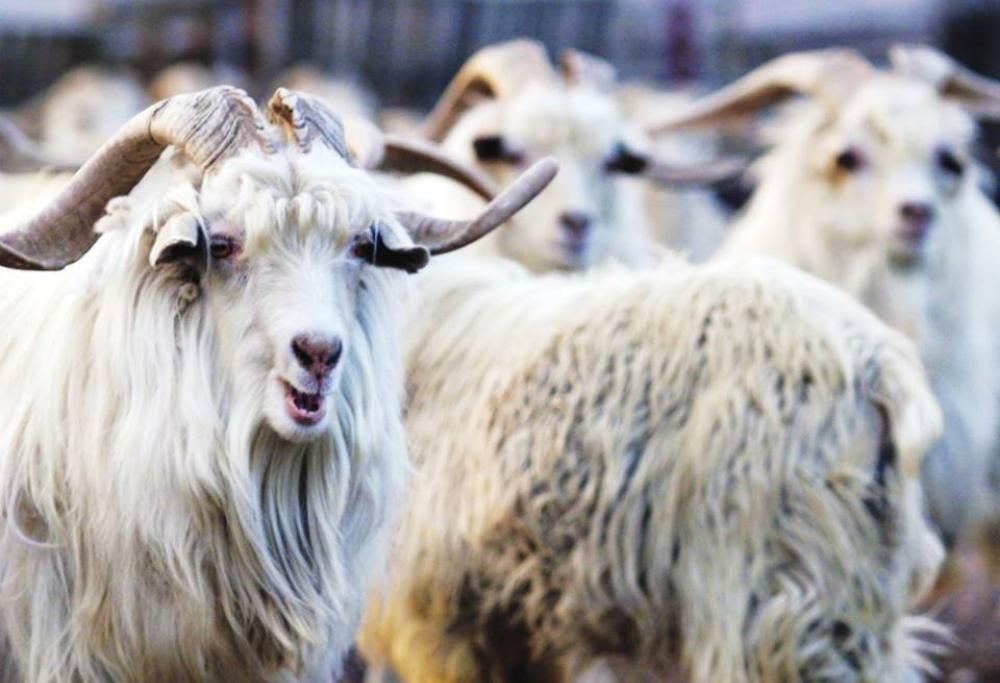 Dopo aver visto questo video di Peta, H&M dice STOP al cashmere