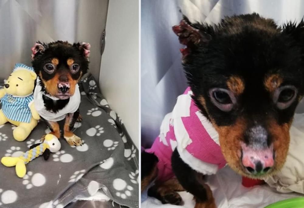 Cane bruciato vivo a Sassari: la nuova vita di Fuego