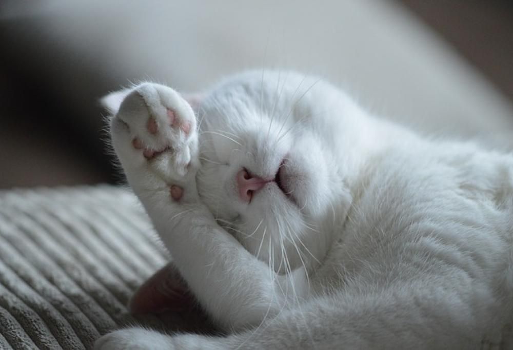 Il gatto e l’acqua: un matrimonio che non s’ha da fare