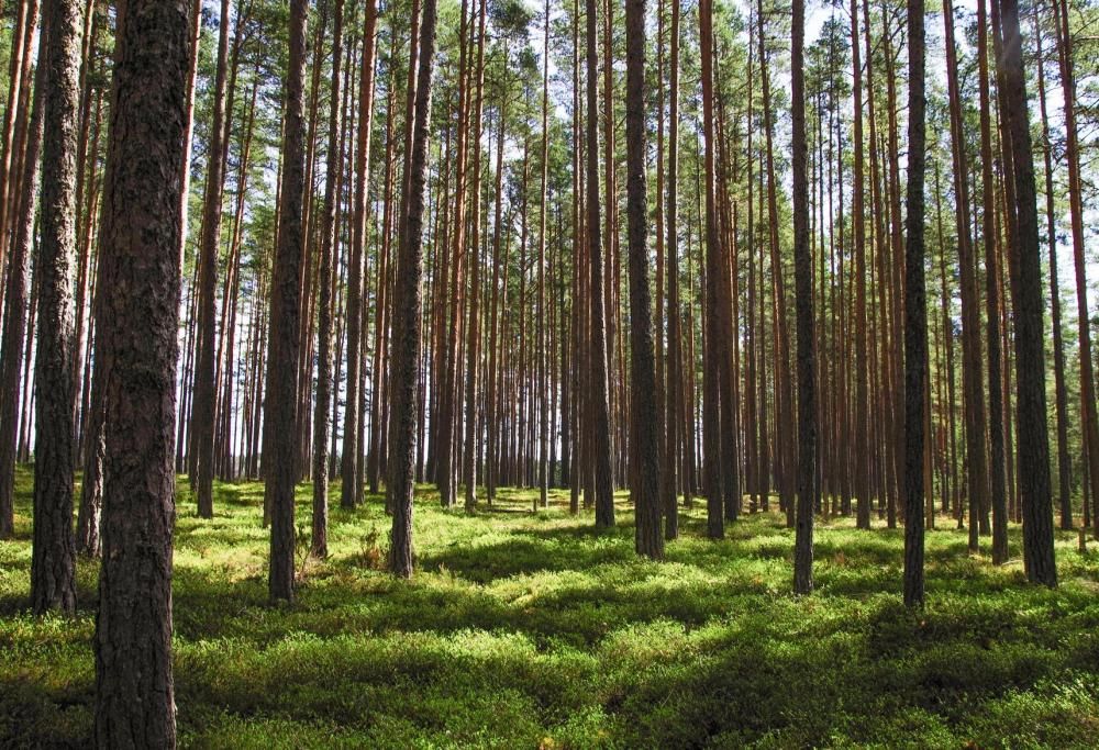 Filippine: passa la legge che obbliga gli studenti a piantare dieci alberi se vogliono laurearsi!