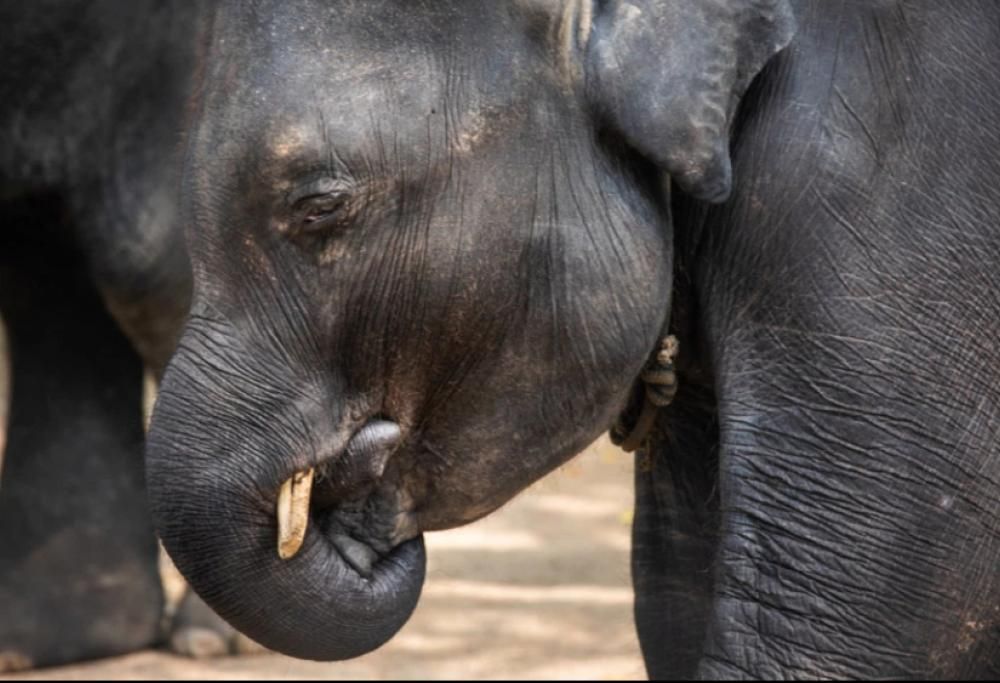 Phuket: è morto Dumbo, l’elefantino costretto a divertire i turisti
