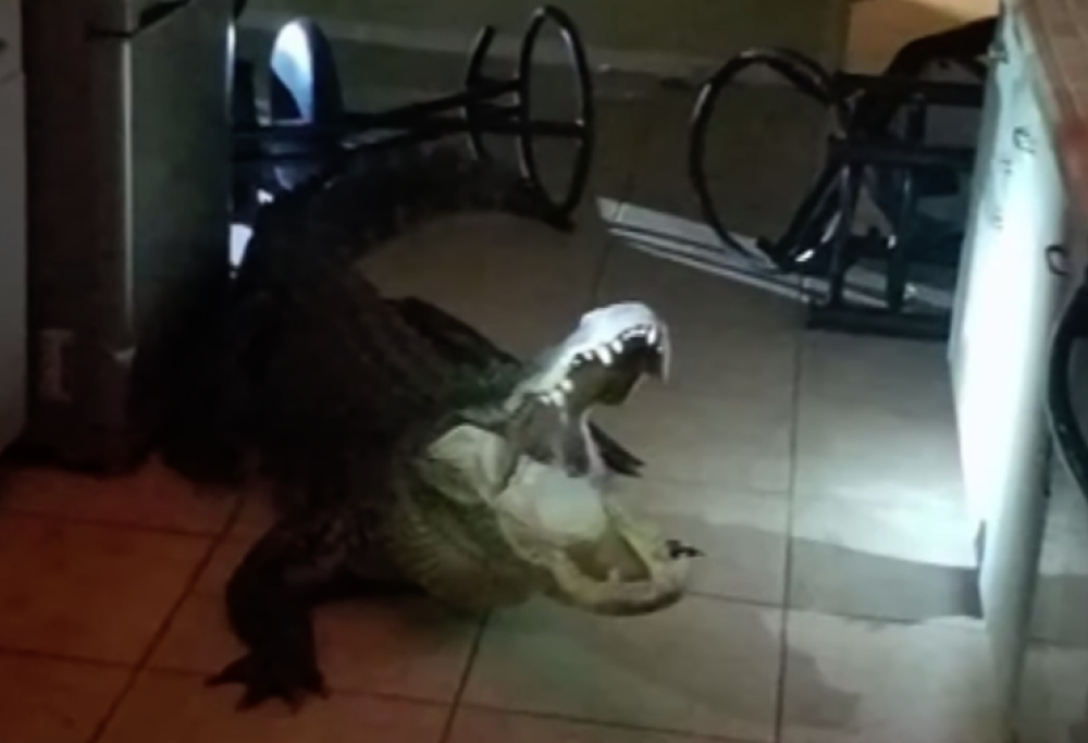 Alligatore di 3metri entra in un appartamento in Florida: le immagini choc