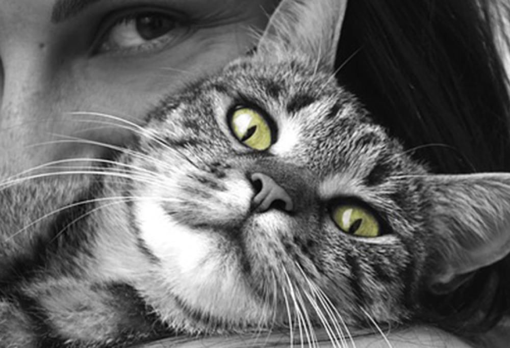 Sua Maestà il gatto