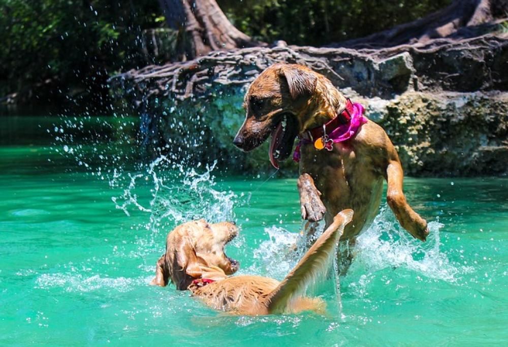 I cani sanno tutti nuotare. Ma è vero?
