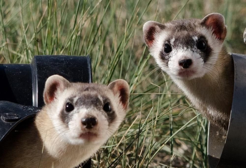 Il furetto, un comico nato