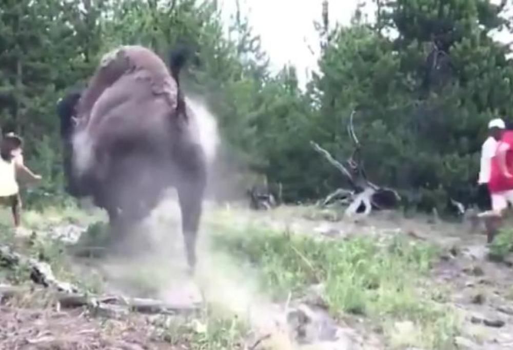 Video choc, bisonte carica una bimba di 9 anni: “Turisti troppo vicini”