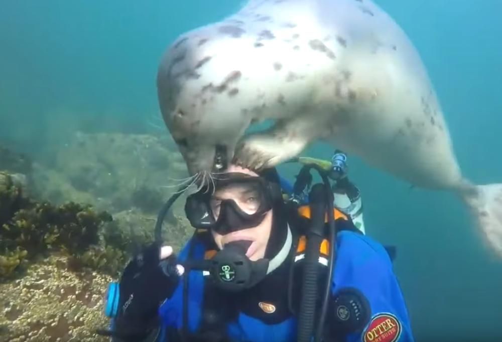 La foca curiosa si avvicina al sub e nasce un’amicizia sott’acqua