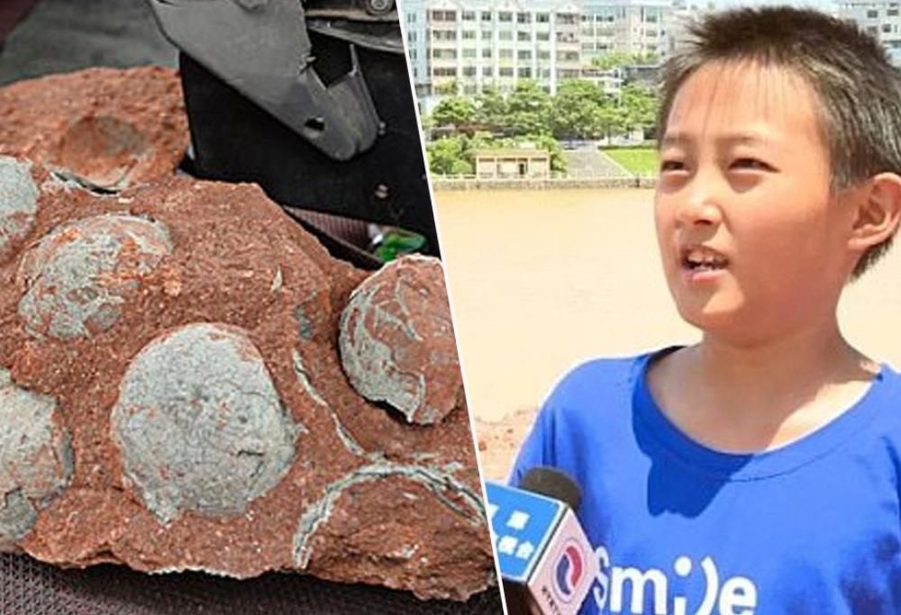 Ragazzino trova accidentalmente uova di dinosauro risalenti a 65 milioni di anni fa!