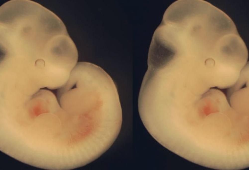 Scienziati giapponesi ottengono il via libera per creare l’ibrido nato tra uomo e animale!