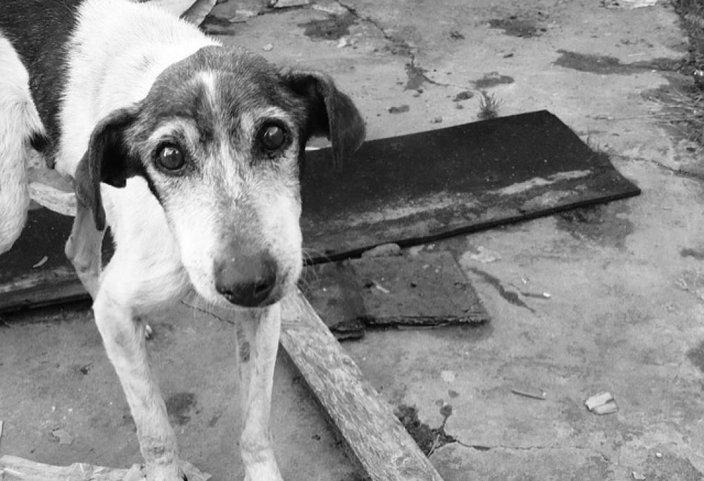 Abbandoni: il post che non avremmo mai voluto scrivere