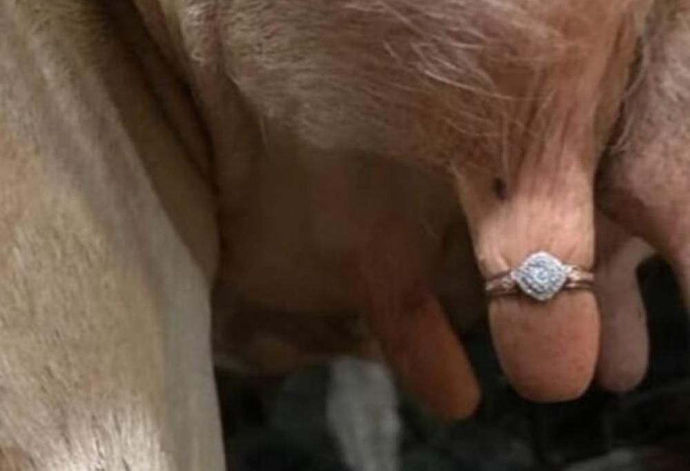 Chiede alla fidanzata di sposarlo nascondendo l’anello sulla mammella di una mucca!