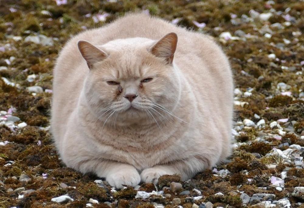 Quando il gatto sale sulla bilancia