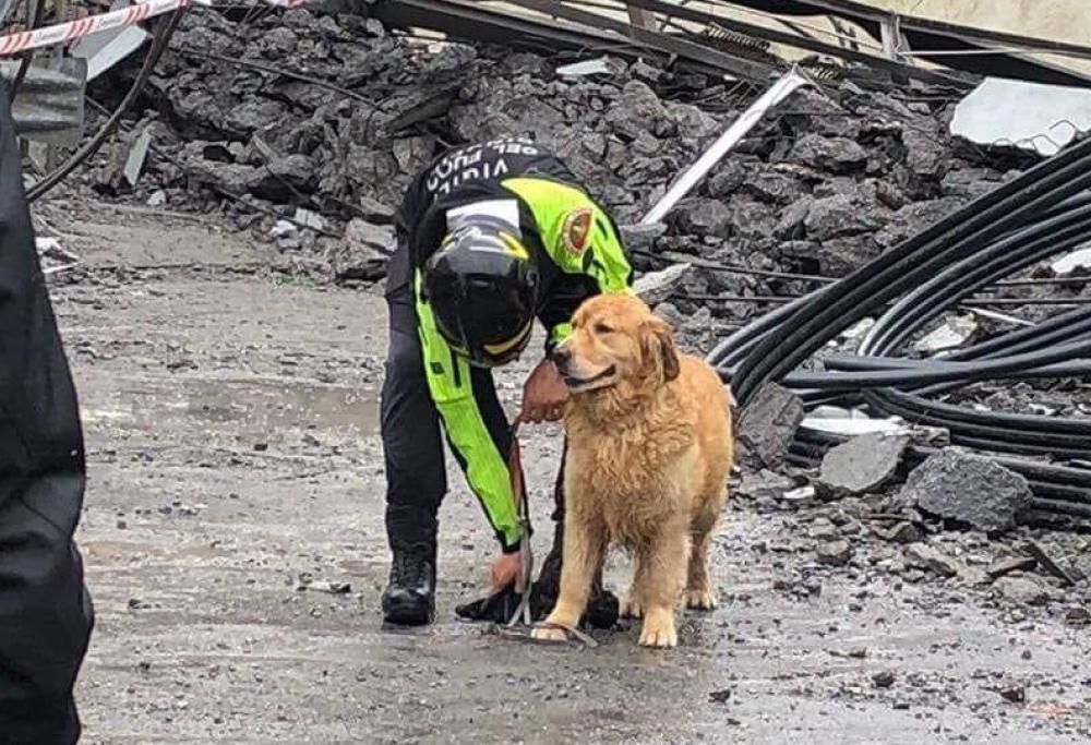 Ponte Morandi: i cani da soccorso riceveranno un riconoscimento speciale