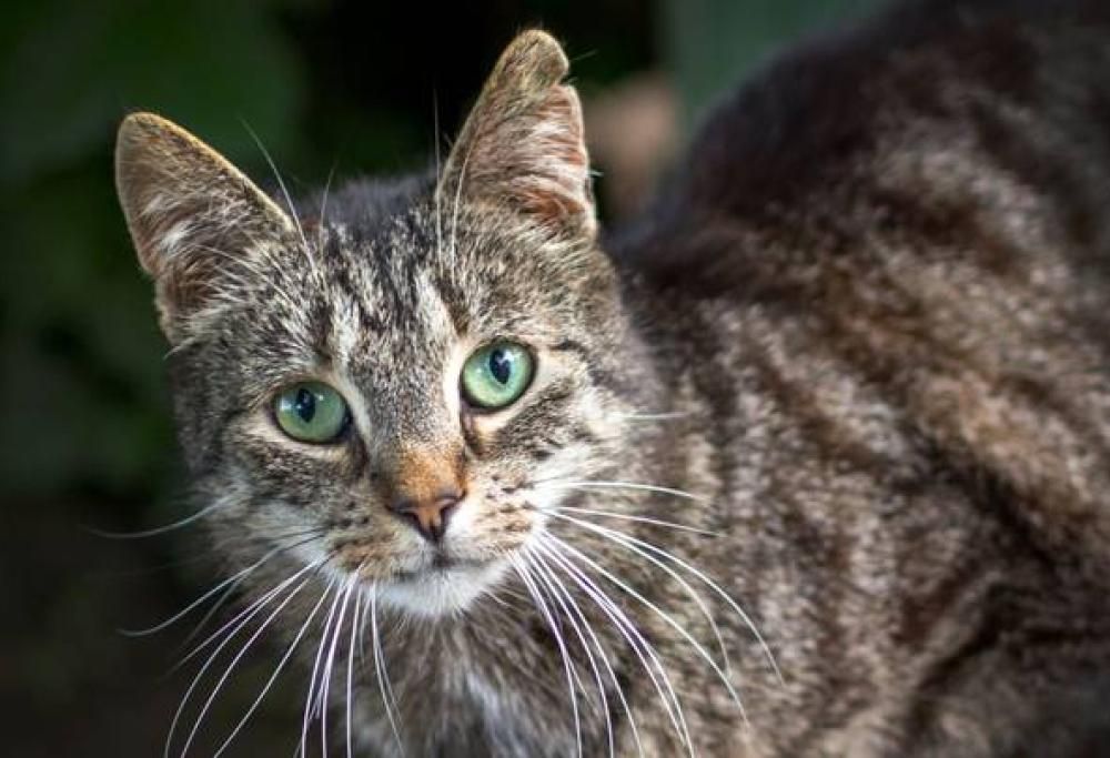Scienziati potrebbero aver sviluppato un vaccino contro l’allergia ai gatti!