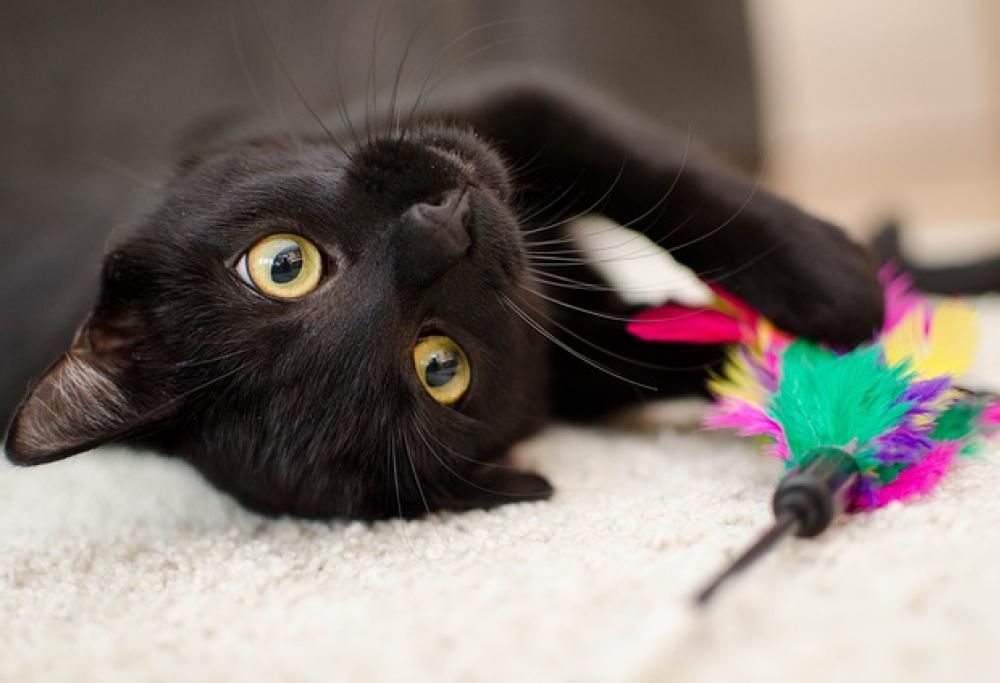 L’ABC per accogliere un micio in casa