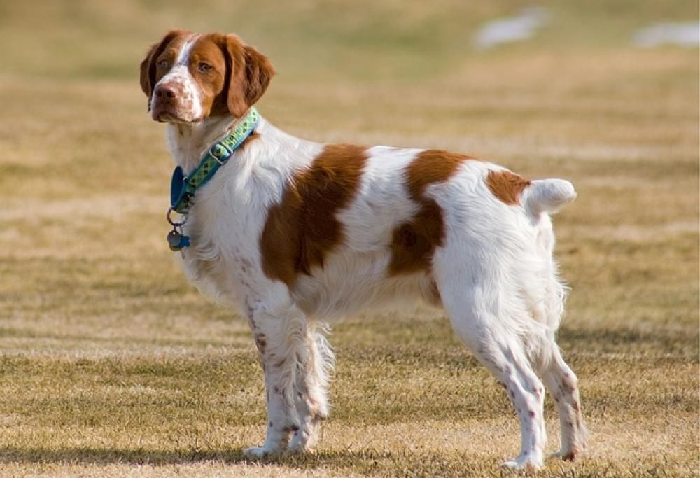 La coda del mio cane è morta: aiuto!