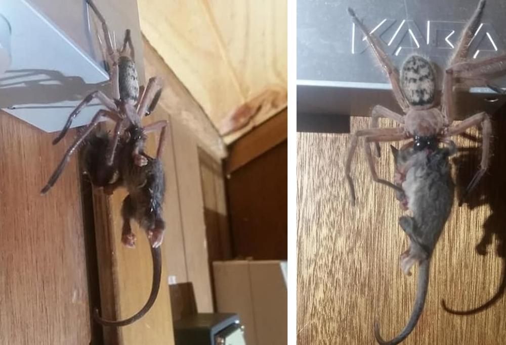 Ragno gigante divora un opossum: la foto da brividi diventa virale