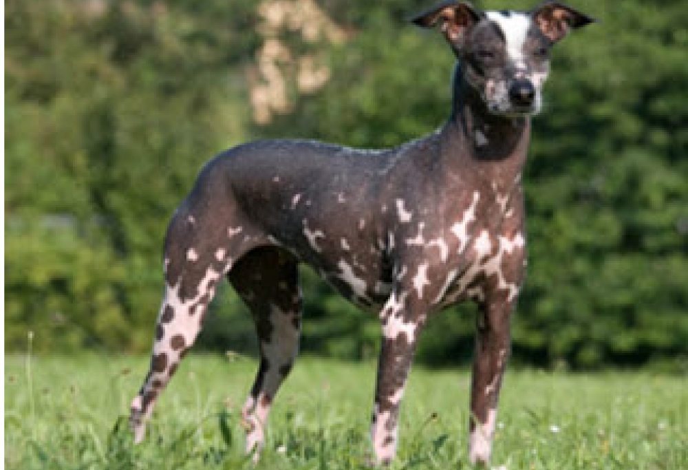 I nudi: i pelosi senza pelo!