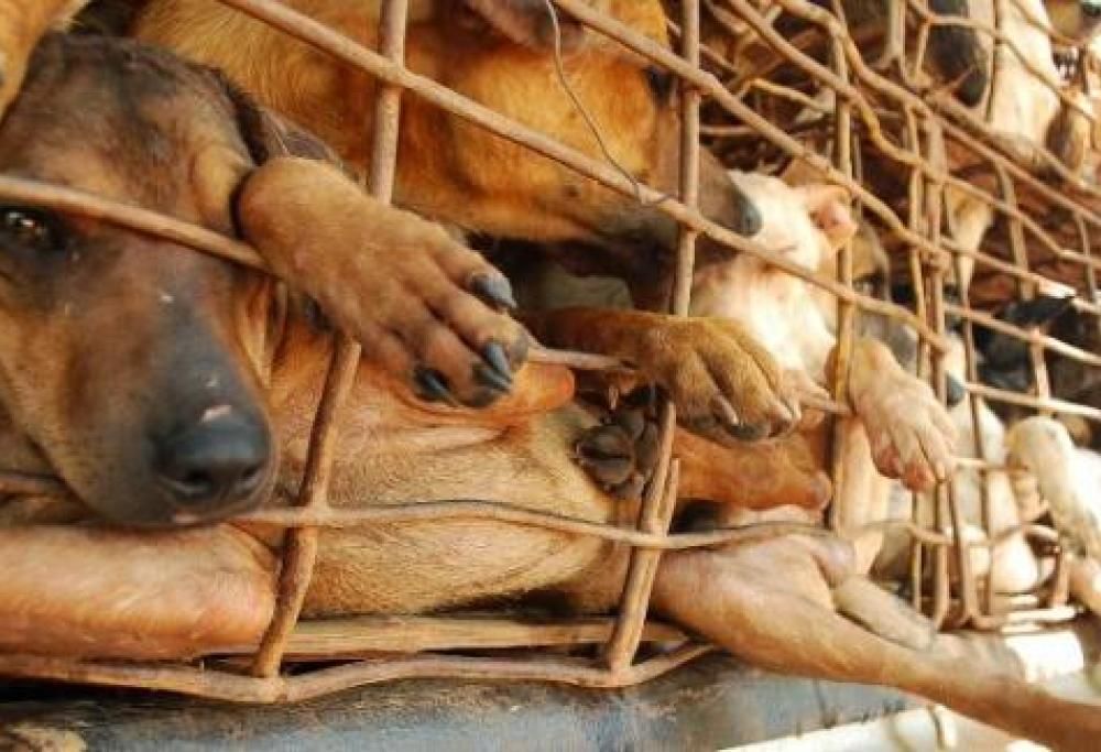 Yulin, torna l’incubo