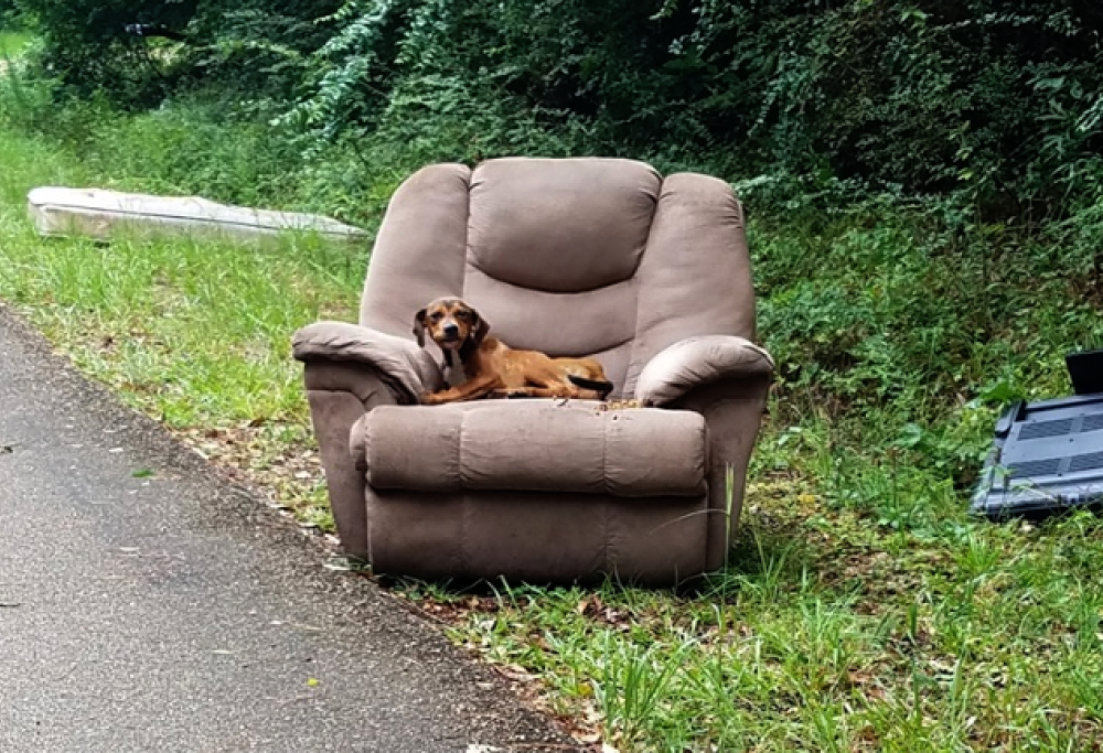 Abbandonano il cane con la sua poltrona preferita: le immagini strazianti