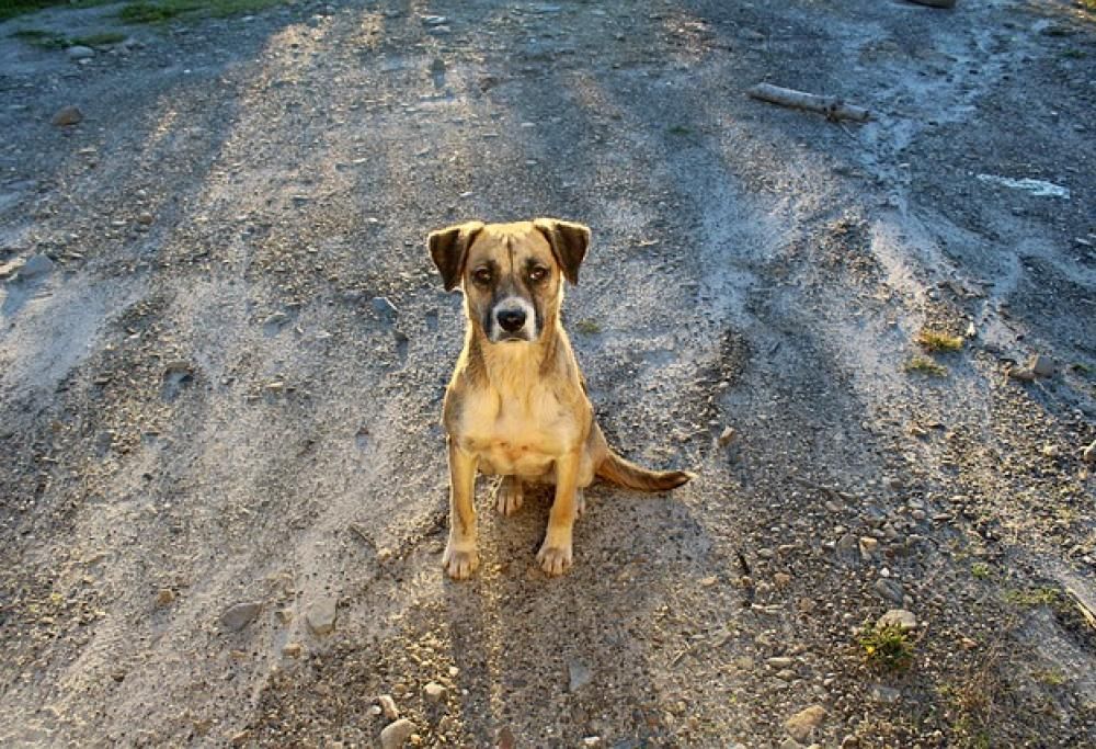 La scomparsa del cane: l’incubo peggiore
