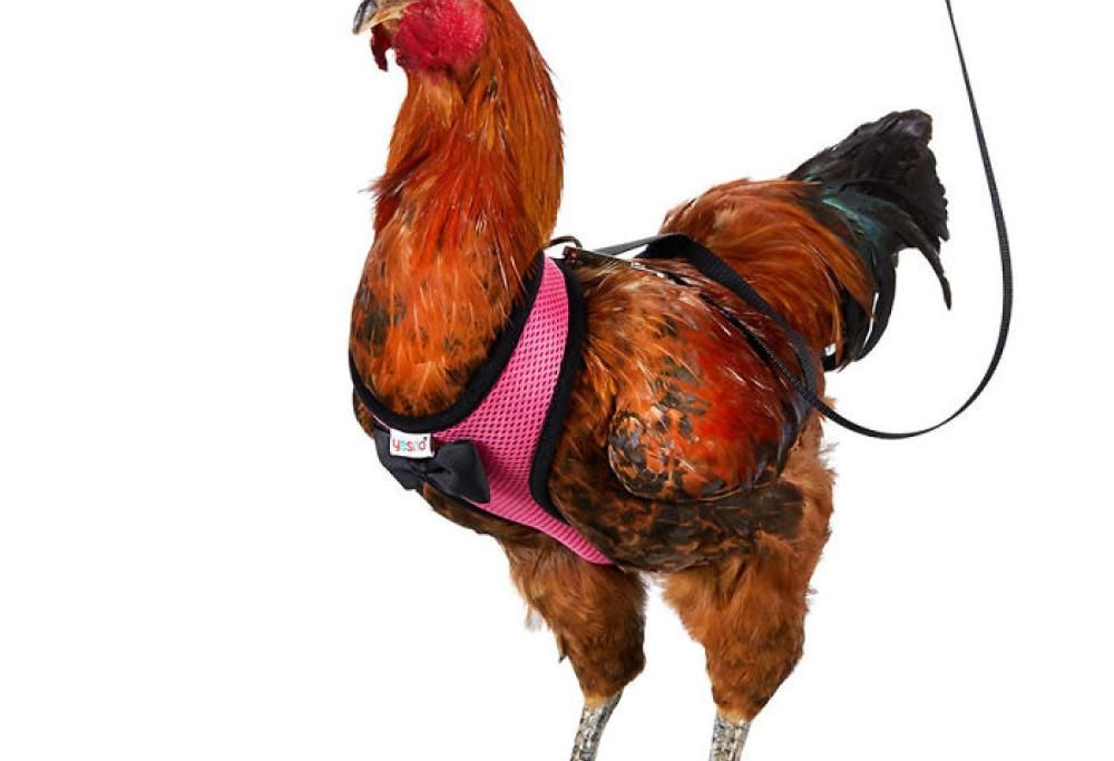 Amazon sta vendendo imbracature per polli per aiutarli ad attraversare la strada!