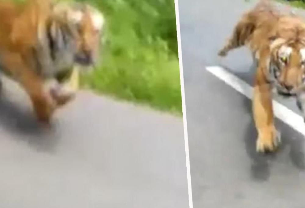 Video mostra come i motociclisti fuggono da una tigre in corsa!