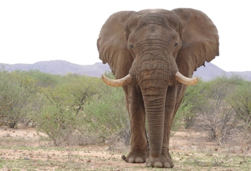 L’elefante simbolo della Namibia è stato venduto a un cacciatore, che lo ha ucciso