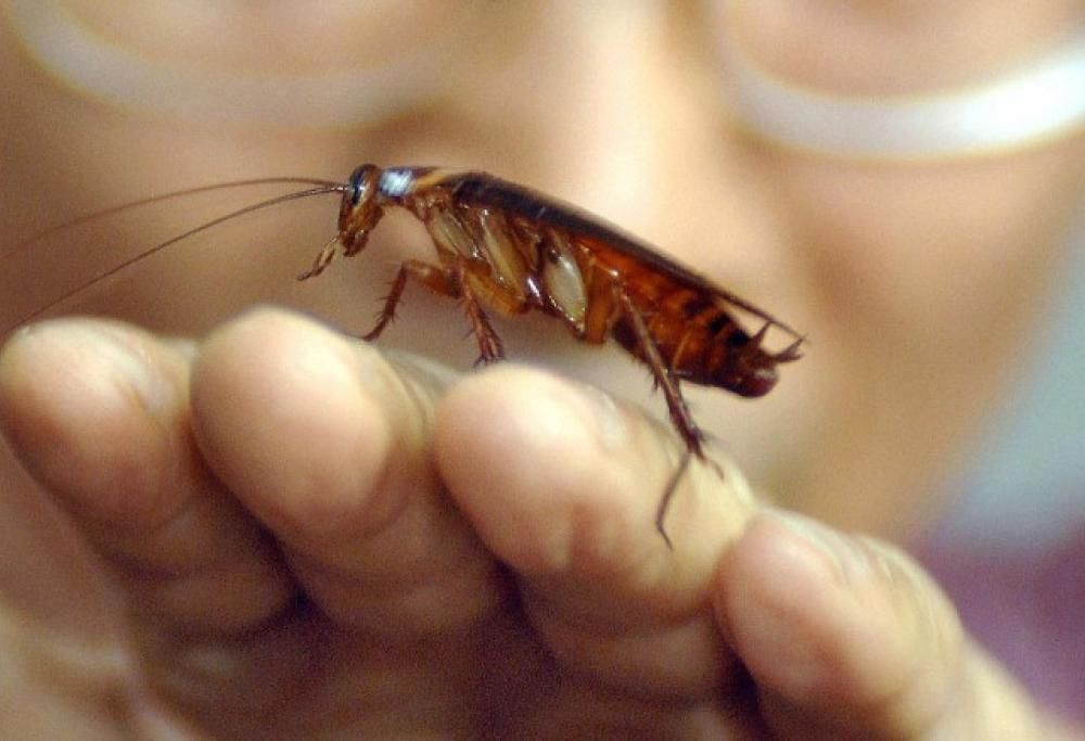 Gli scarafaggi stanno diventando immuni agli insetticidi ed è sempre più difficile liberarsene!