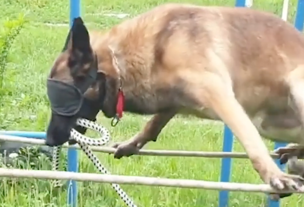 L’incredibile video dell’addestramento di un cane poliziotto