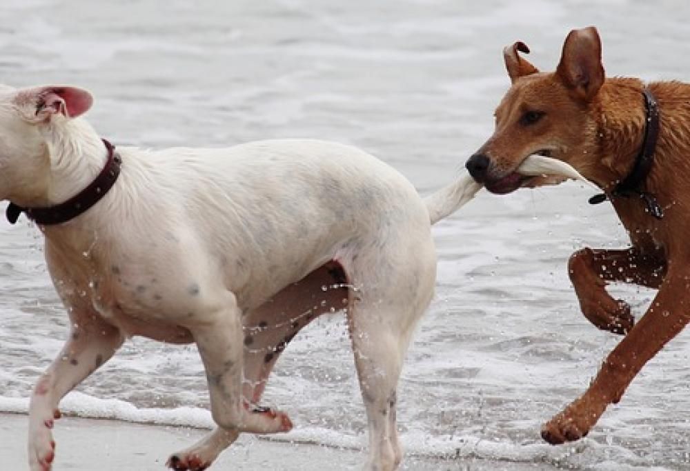 Questione di… coda!