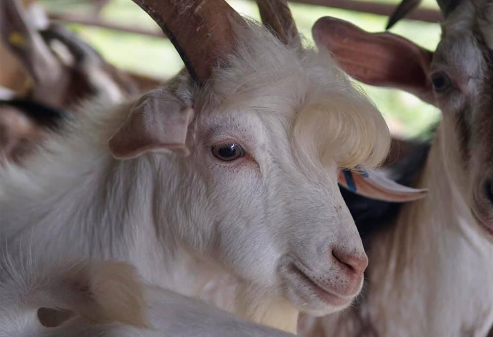 Capra diventa virale sul web perché considerata: “troppo bella”