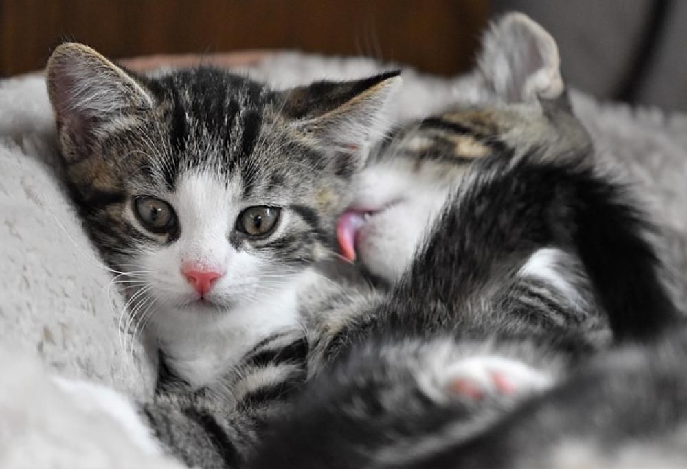 Il gatto: un fanatico della pulizia