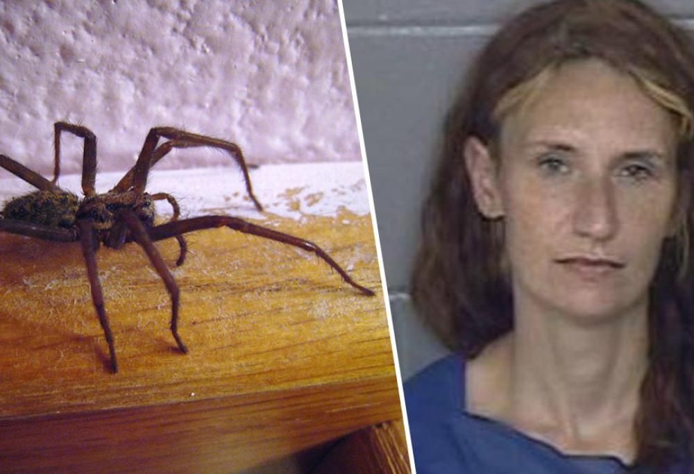 Donna da’ fuoco alla casa dopo aver trovato un enorme ragno all’interno!