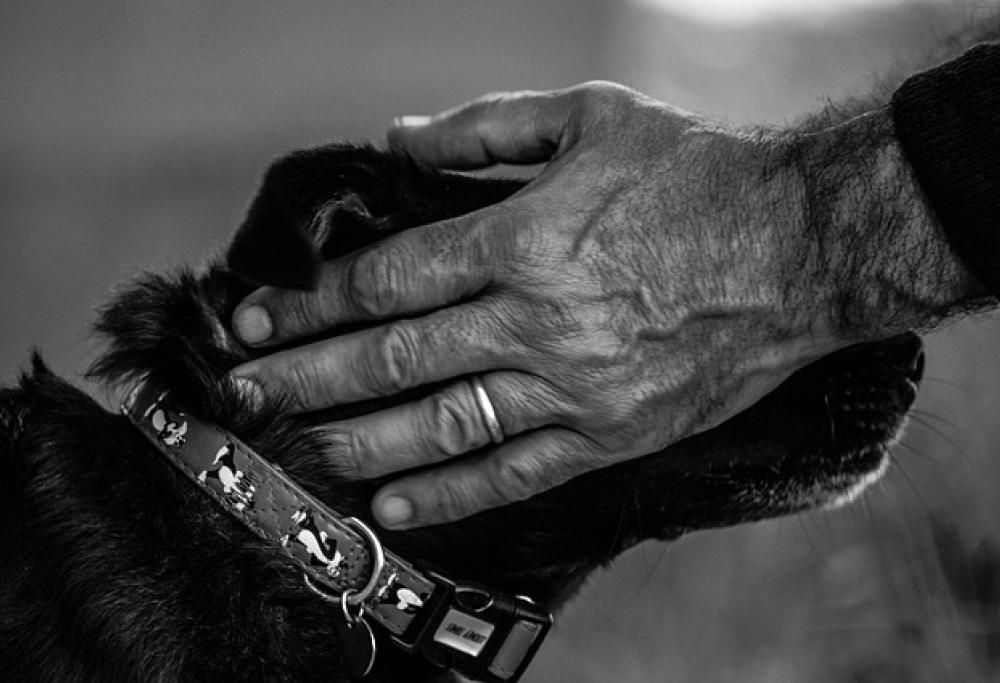 Perché l’umano si circonda di pelosi?