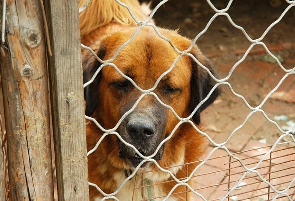 Adottare anziché acquistare: si o no?