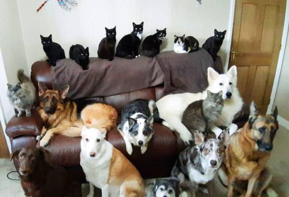 Donna riesce a far posare i suoi 17 animali domestici contemporaneamente in una foto incredibile!