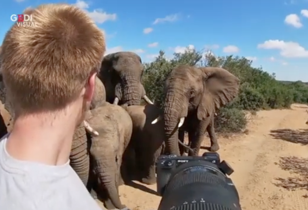 Fotografo naturalista viene caricato da un branco di elefanti