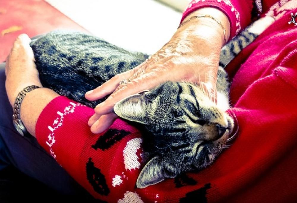 Il vecchietto di casa: istruzioni per la cura