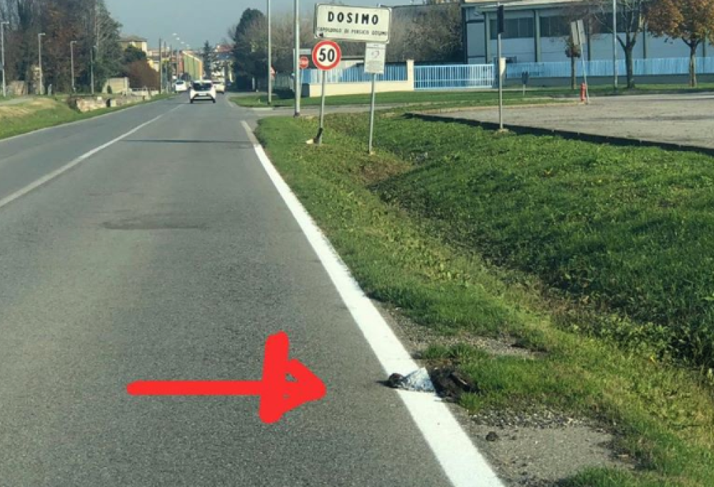 Ridipingono le strisce stradali sulla carcassa di una nutria [foto]