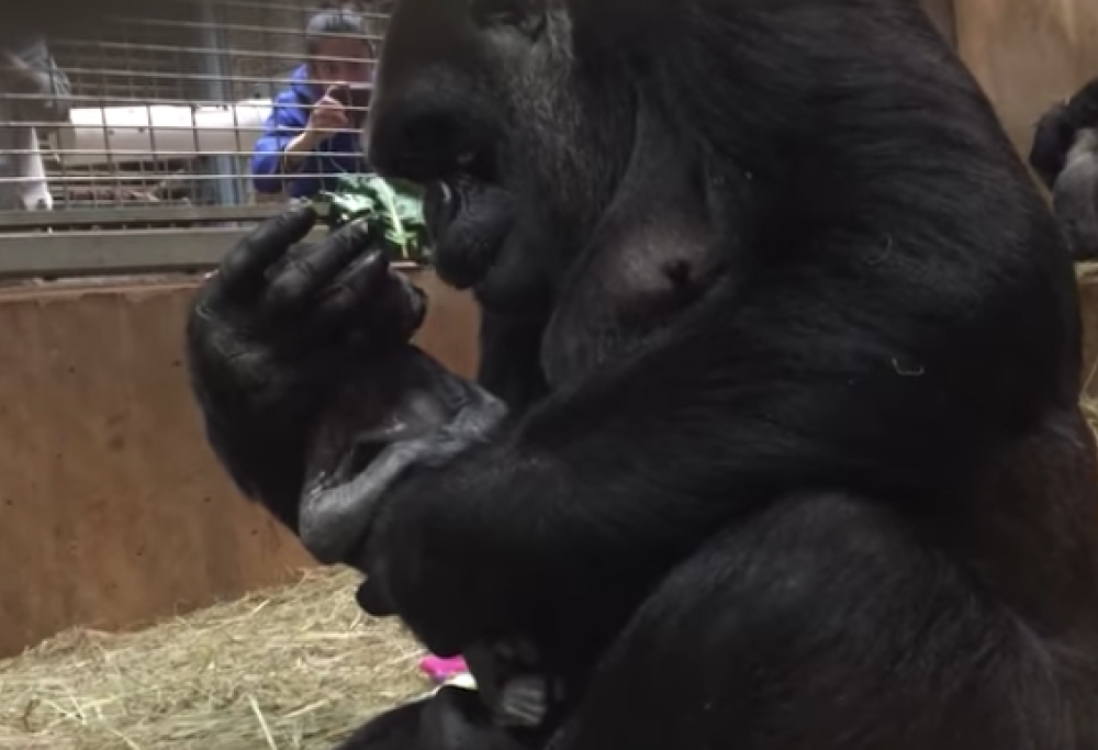Mamma gorilla dà alla luce il suo piccolo e poi lo riempie di baci