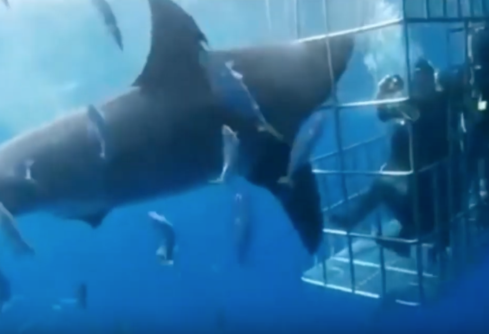 Squalo attacca sub nella gabbia ma rimane incastrato e muore dissanguato. La denuncia