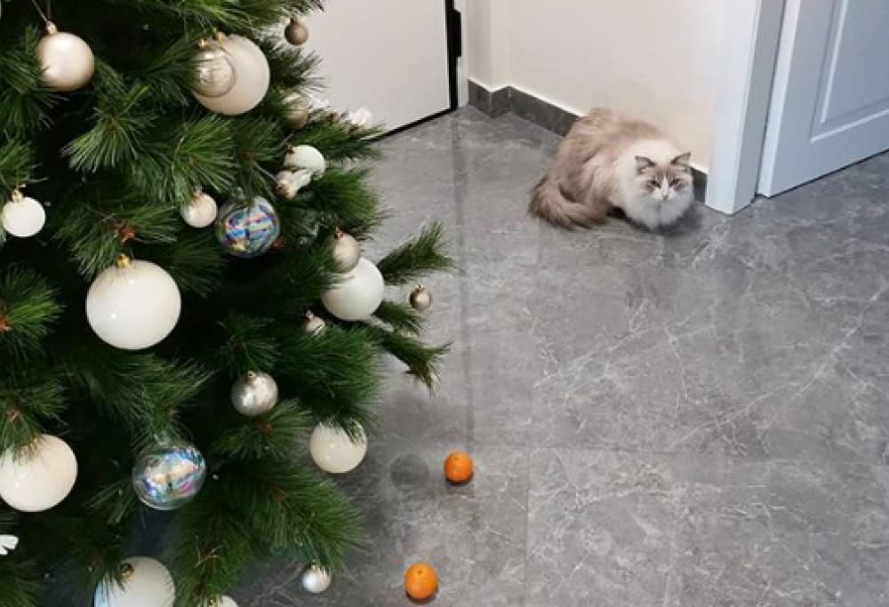 Mette in salvo l’albero di Natale dal gatto grazie ai mandarini