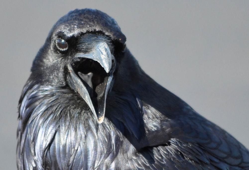 Mai trattare male un corvo: covano rancore e si alleano con altri uccelli