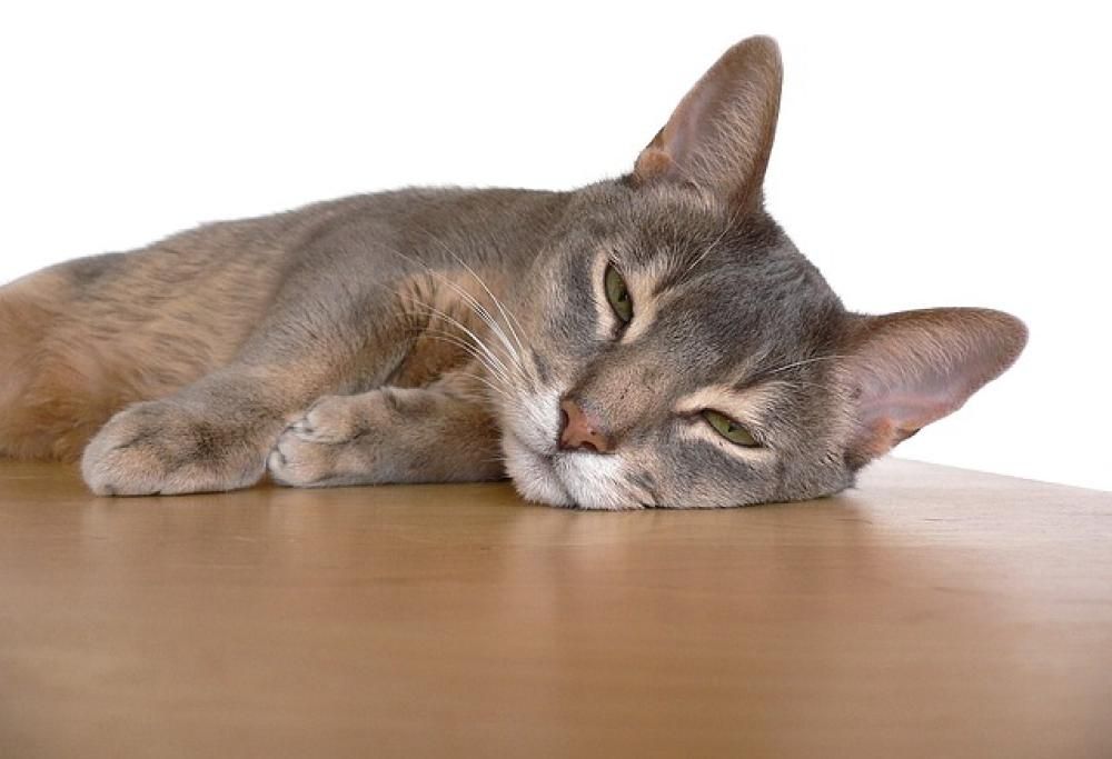 Gatti: attenzione a quel che fate!