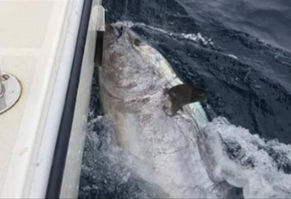 Pesca un tonno rosso di 248 cm del valore di quasi 3 milioni, ma lo ributta in mare!